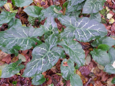 Arum italicum subsp. italicum 'Nancy Lindsay'